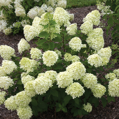 Hydrangea pan. Little Lime®