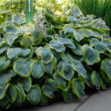 Hosta Frances Williams