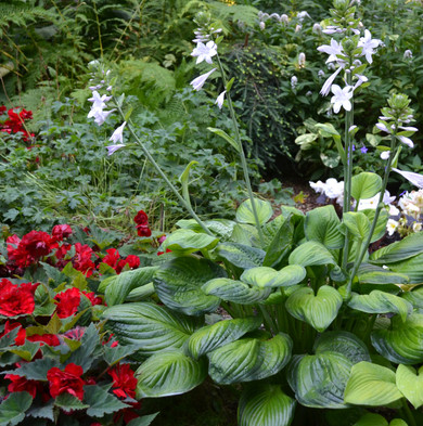 Hosta Guacamole