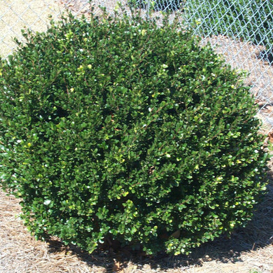 Ilex Compacta (Japanese Holly)