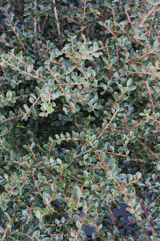 Ilex Helleri (Japanese Holly)