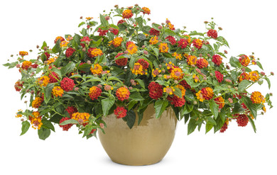 Lantana Luscious® Citrus Blend™ Improved