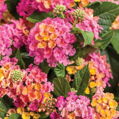 Lantana Luscious® Royale Cosmo