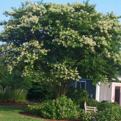 Lagerstroemia Fantasy (Crape Myrtle)