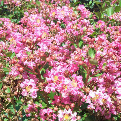 Lagerstroemia Hopi (Crape Myrtle)