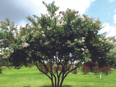 Lagerstroemia Natchez (Crape Myrtle)