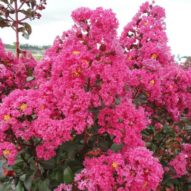 Lagerstroemia Pink Velour® (Crape Myrtle)