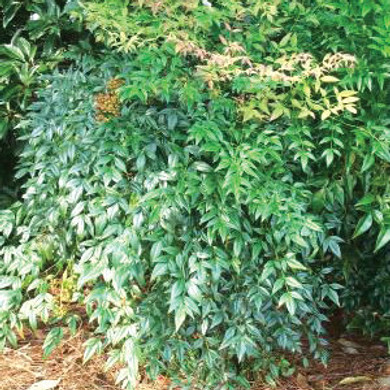 Nandina domestica