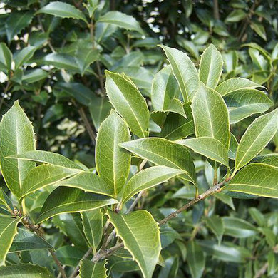 Osmanthus Fortunes (Tea Olive)