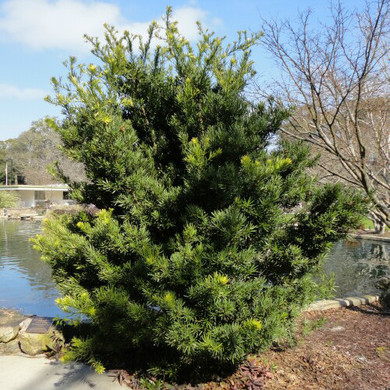 Podocarpus macrophyllus