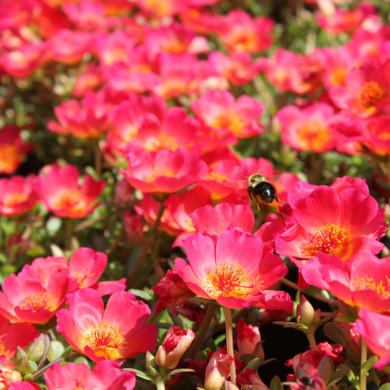 Portulaca Pazazz™ Red Flare