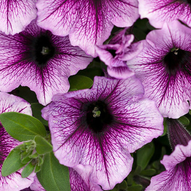 Petunia Supertunia® Bordeaux™