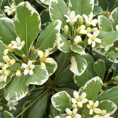 Pittosporum Variegata