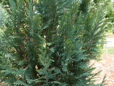 Chamaecyparis False Cypress Pinpoint® Blue (False Cypress)