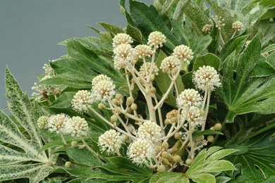 Fatsia Spider's Web