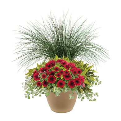 Cherry Salsa 16" Planter