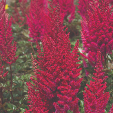 Astilbe Lowlands Ruby Red