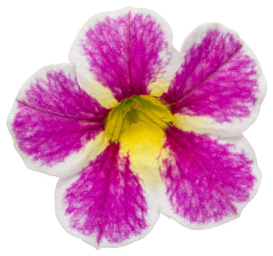 Calibrachoa Superbells® Holy Cow!™