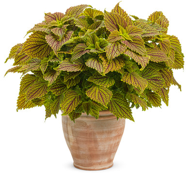 Coleus ColorBlaze® Golden Dreams™