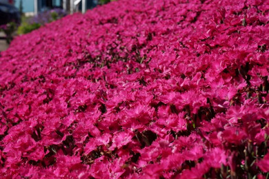 Dianthus Vivid™ Bright Light