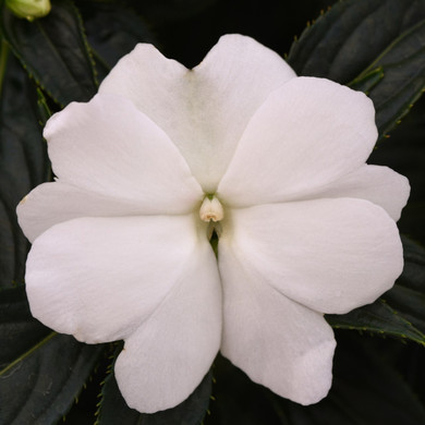 Impatiens Clockwork™ White