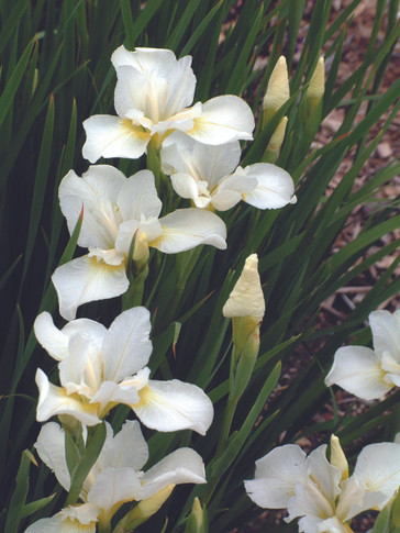 Iris White Swirl