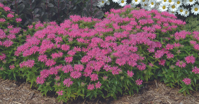 Monarda Pardon My Pink