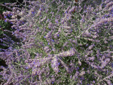 Perovskia CrazyBlue (Russian Sage)