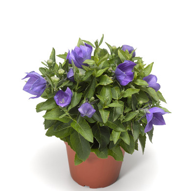 Platycodon Twinkle™ Blue (Balloon Flower) 