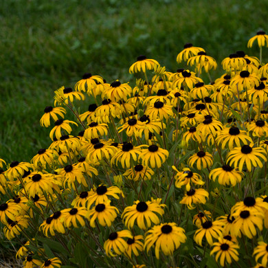 Rudbeckia American Gold Rush (Black-Eyed Susan)