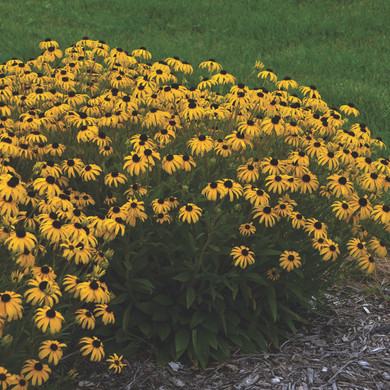 Rudbeckia American Gold Rush (Black-Eyed Susan)