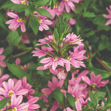 Scaevola Whirlwind® Pink (Fan Flower)