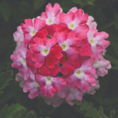 Verbena EnduraScape™ Pink Fizz