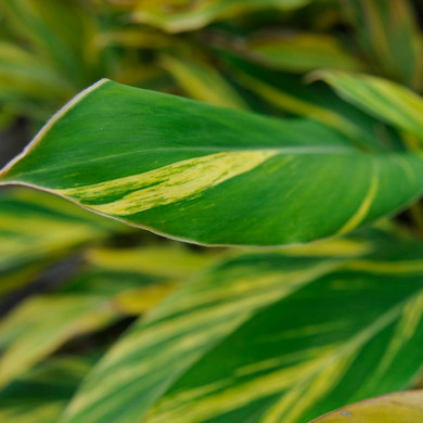 Alpinia Variegata