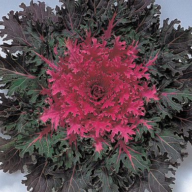 Brassica Coral Queen (Ornamental Kale)
