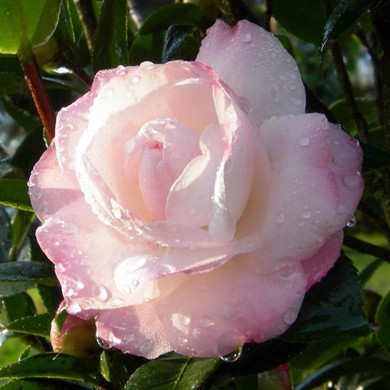 Camellia October Magic® Dawn™