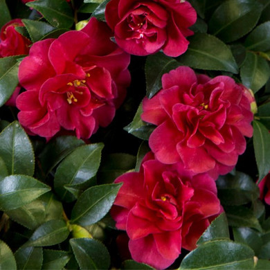 Camellia October Magic® Ruby™