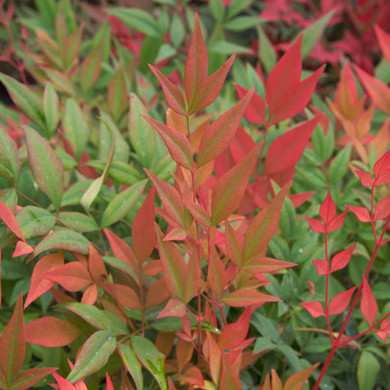 Nandina Obsession™