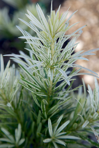 Podocarpus Roman Candle™