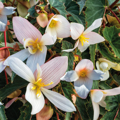 Begonia Funky® White