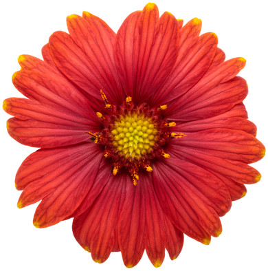 Gaillardia Heat it Up™ Scarlet (Blanket Flower)