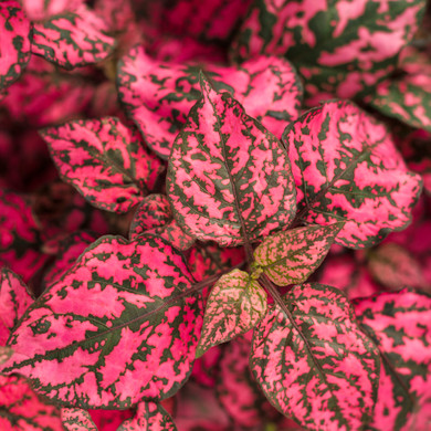 Hypoestes Hippo® Rose (Polka Dot Plant)