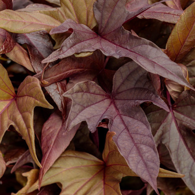 Ipomoea Sweet Caroline Red Hawk™ (Sweet Potato Vine)