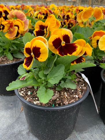 Pansy Majestic Giants II Fire With Blotch