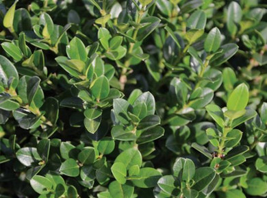 Buxus Little Missy