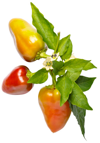 Pepper Fire Away™ Hot and Heavy