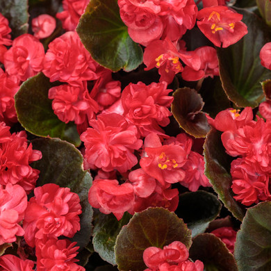 Begonia Double Up™ Red