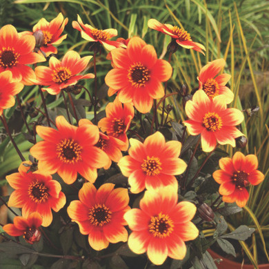 Dahlia Happy Days® Orange and Red Bicolor