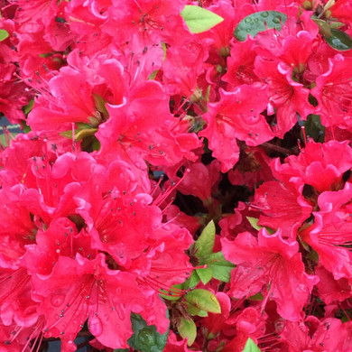 Azalea Perfecto Mundo® Red