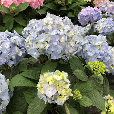 Hydrangea Let's Dance Sky View™